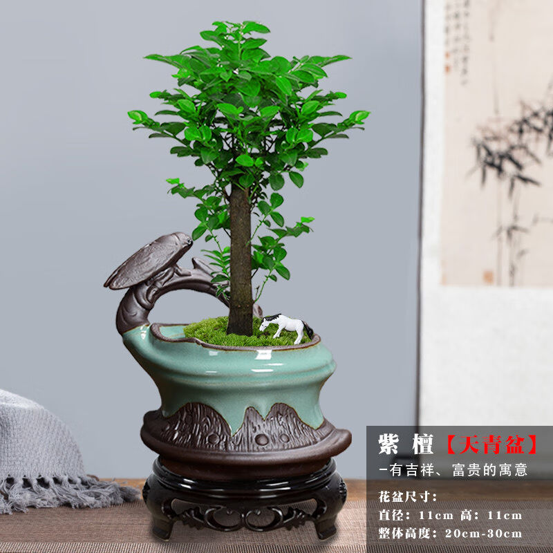 小叶紫檀盆景植物室内四季常青树苗花卉老桩老根木本绿植盆栽【节