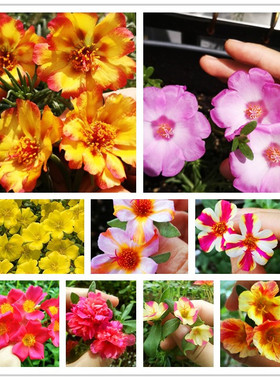 耐热多色太阳花新品网红宿根多年生一年生可选宜盆栽地栽易活好养