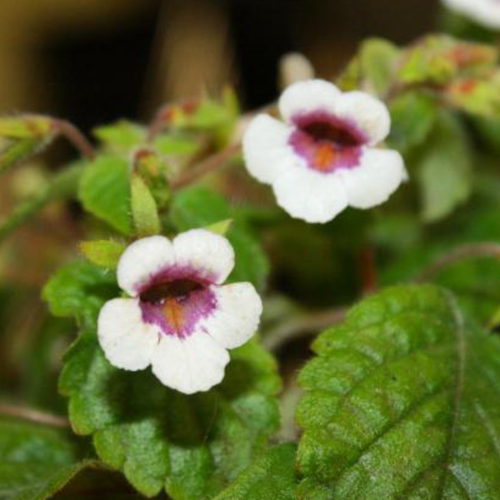 耐热耐阴 原生迷你长筒花misera 爱爆花盆栽苦苣苔科花卉满38包邮