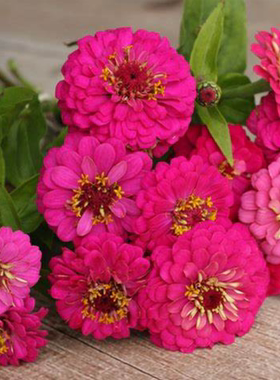 耐热夏植 百日草俄克拉荷马洋红色 重瓣新品大花盆栽阳台庭院地栽