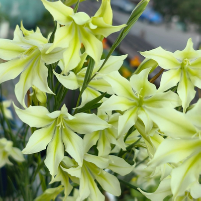 香喷喷秋植原生绿花久花剑兰 Gladiolus tristis小型唐菖蒲宜盆栽