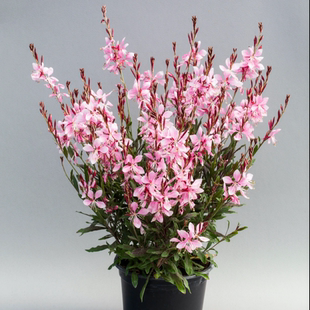 耐寒好养 艾美琳粉色山桃草 耐热千鸟花多年生宜阳台庭院盆栽地栽