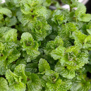 咖喱|皱叶薄荷苗 清香食用香草西餐调酒泡茶驱蚊小苗 可盆栽地栽