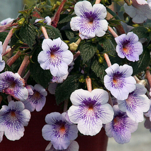 耐热耐阴 长筒花 Ambrois Verschaffeim(简称AV)鳞茎苦苣苔科花卉