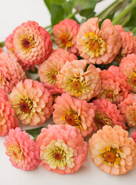 耐热夏植 百日草俄克拉荷马鲑红色 重瓣新品大花盆栽阳台庭院地栽