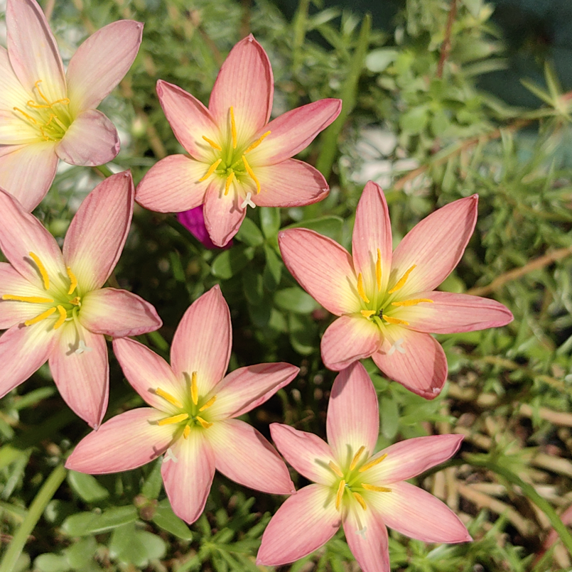 耐热风雨兰粉红淑女z.pink lady 四季可种阳台庭院盆栽地栽38包邮
