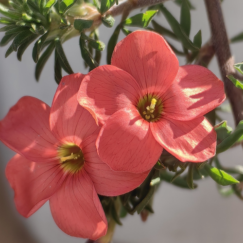 秋植早花酢浆草 血月长发 Oxalis Hirta Blood Moon 盆栽阳台花卉