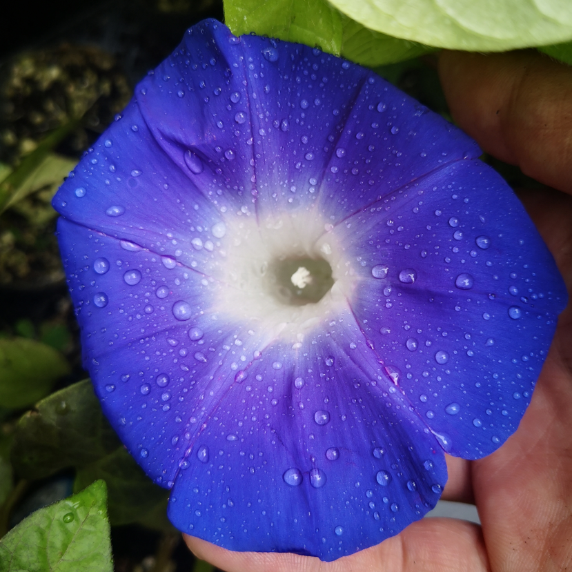 耐热大花日系朝颜* 常盘山*爬藤牵牛花可阳台盆栽花卉*满38包邮