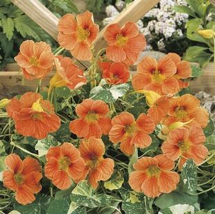 旱金莲小苗 阿拉斯加鲑鱼 阳台庭院垂吊盆栽旱荷花好养窗台可食用