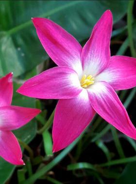 耐热风雨兰 悸动的心 Z. Heart Throb  宜阳台盆栽地栽花卉58包邮