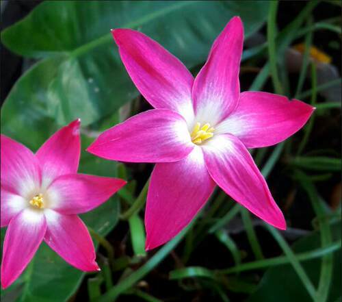 耐热风雨兰花卉阳台盆栽