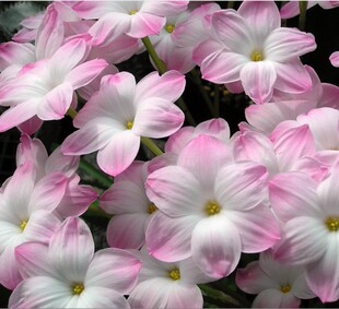 Labuffarosa 植株盆栽花卉阳台 Pies 胖丽丽 Lily 风雨兰