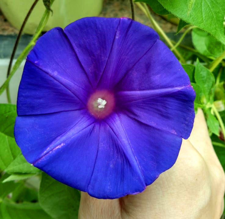 耐热西洋系朝颜 蓝冠 爬藤牵牛花可阳台庭院盆栽花卉植物满38包邮