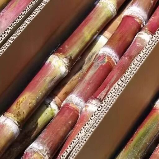 云南红皮脆皮甘蔗新鲜水果蔬菜皮薄肉厚现砍现发自然生长不打农药