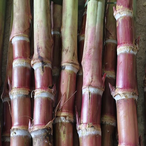 云南红皮脆皮甘蔗种子无添加