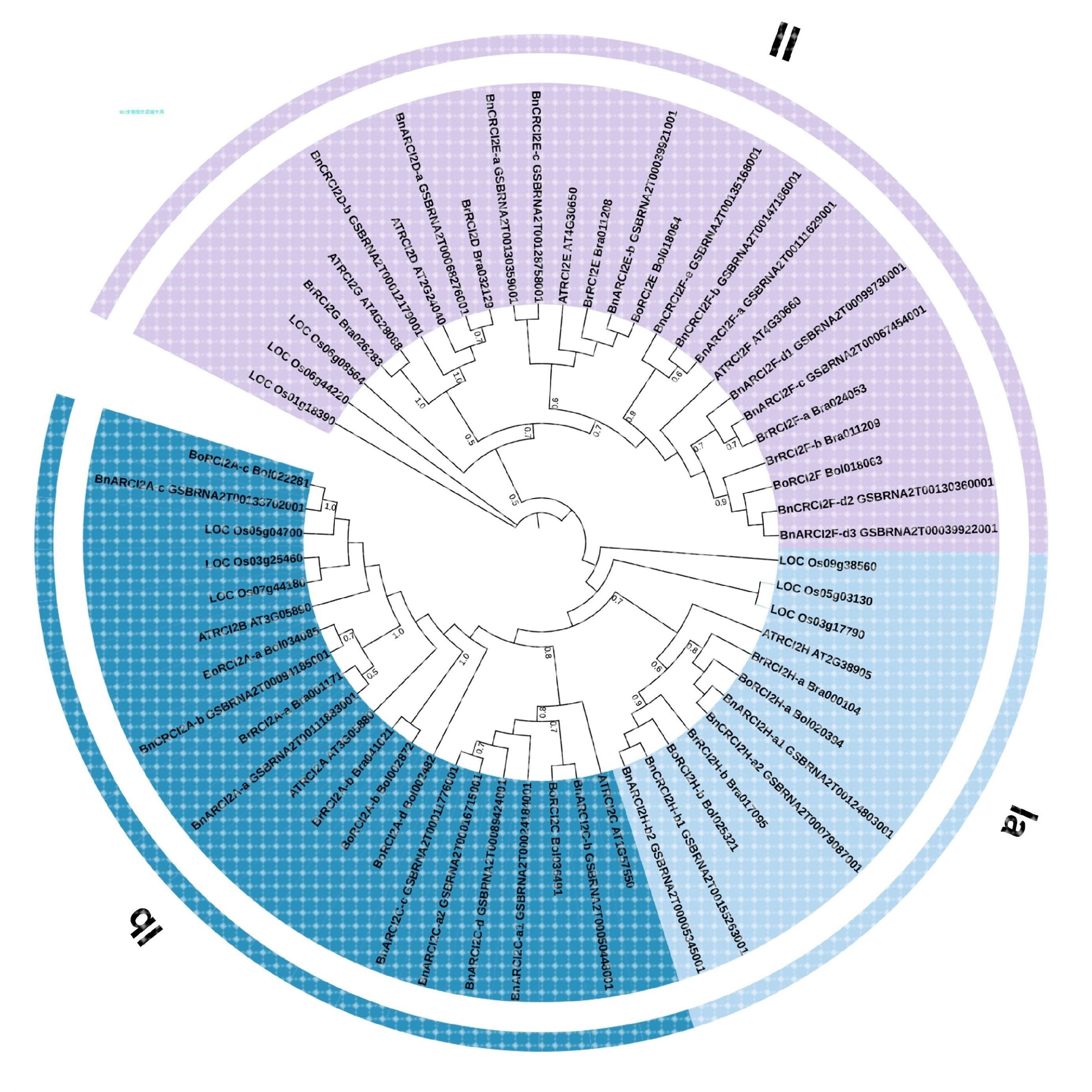 基因家族/生物信息物种WGD复制图/基因家族结构图/启动子分析