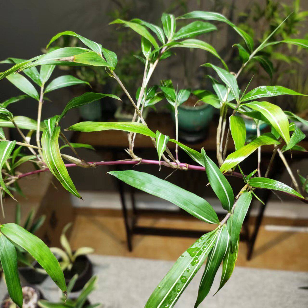 厂家小叶簕竹室内盆栽飘支紫寒竹盆景庭院桌面绿植微盆景竹苗观赏