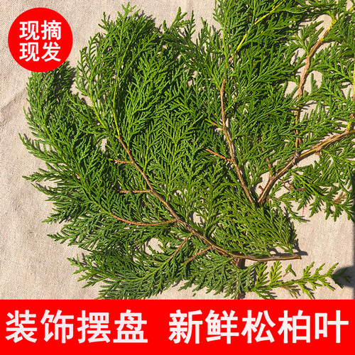 新鲜松柏 摆盘用侧柏叶 烤肉点缀结婚用扁柏野生绿色侧柏枝节日