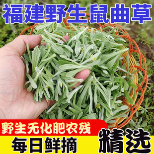 鼠曲草新鲜清明草艾草棉菜田艾佛耳草绒毛草黄蒿水曲野艾叶鼠耳草
