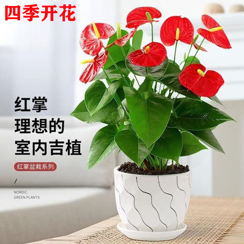 红掌鸿运当头盆栽花水培土培室内客厅阳台四季开花带花苞好养花卉