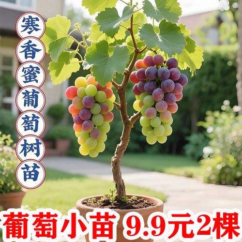 寒香蜜葡萄苗四季栽种好养高产