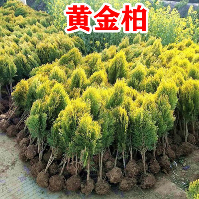 洒金柏树苗庭院工程绿化苗
