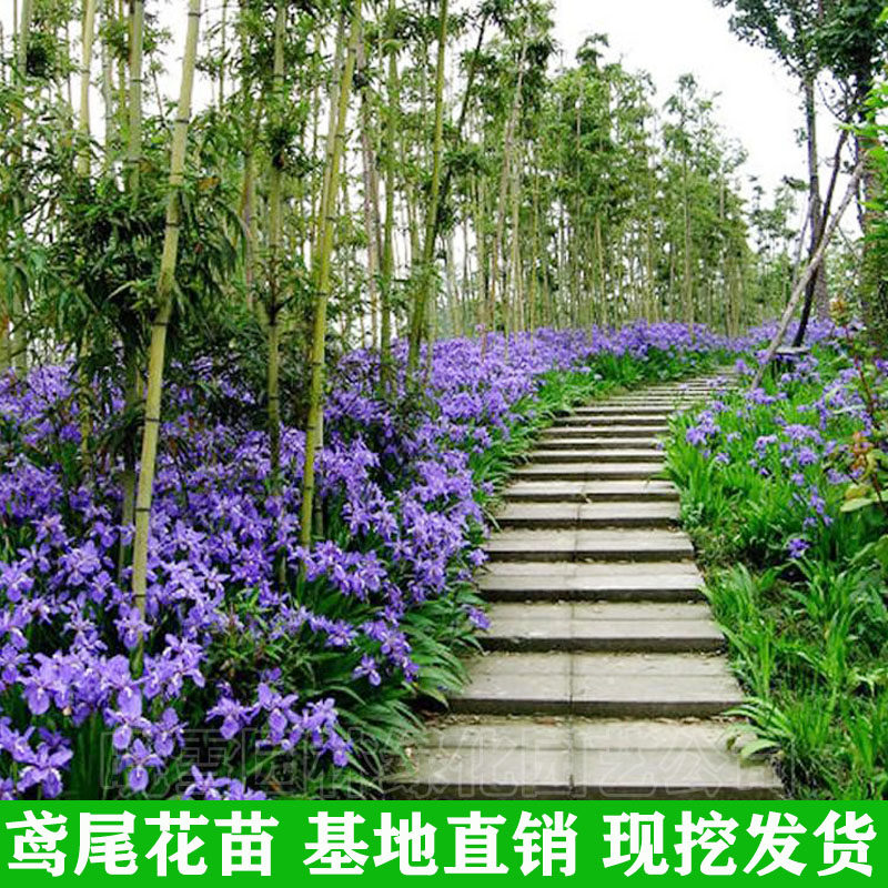 水生鸢尾花苗蓝蝴蝶多年生水培植物庭院池塘河道绿化花草植物苗