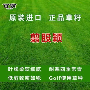 匍匐翦股颖种子四季青草坪种子高尔夫球场果岭草种子矮生草籽