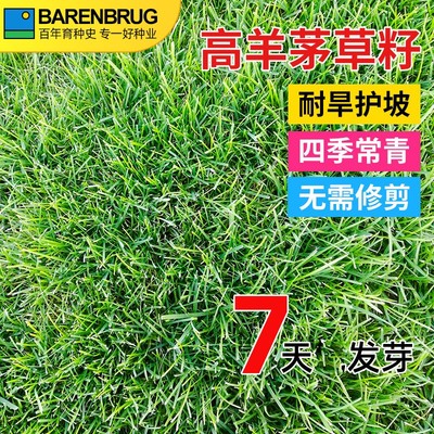百绿进口高羊茅草坪草籽四季青