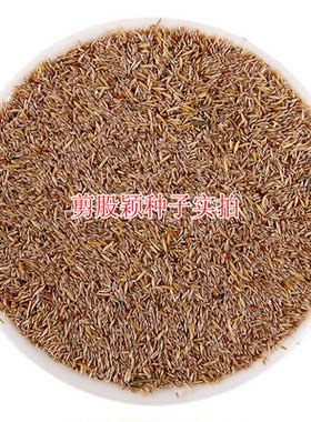 匍匐型剪股颖种子四季青矮生草籽