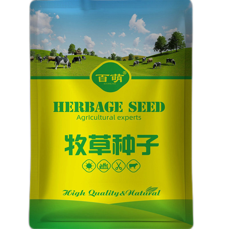 进口牧草种子四季多年生黑麦草紫家庭园艺种子