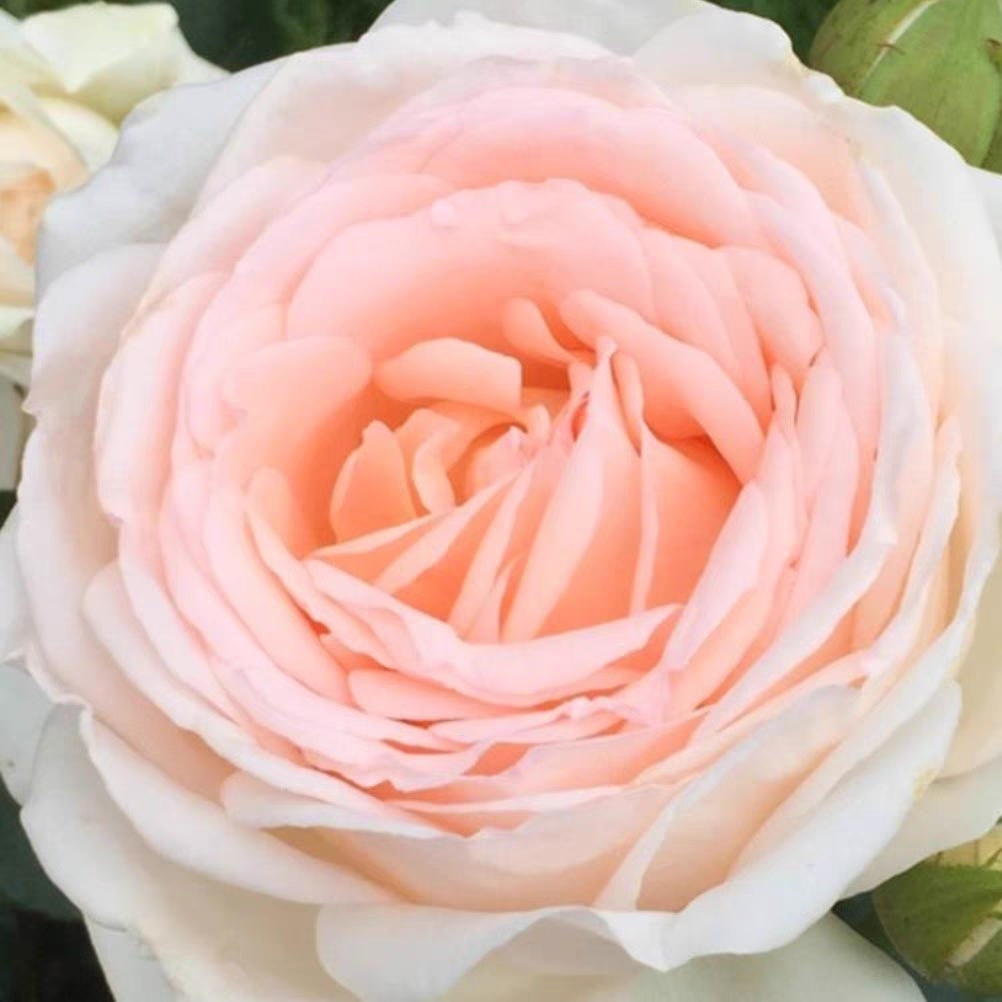 香槟美酒  法国尼普强香月季  盆栽