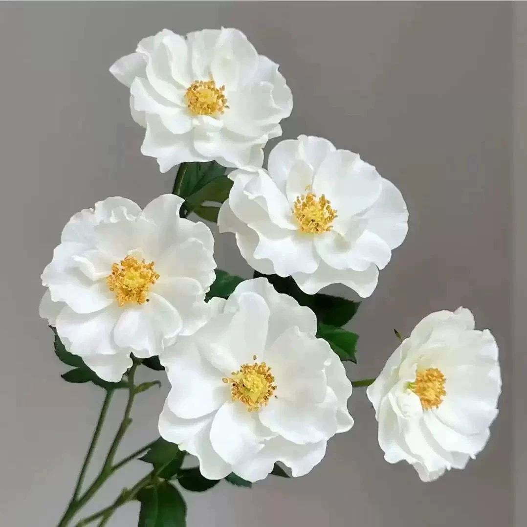 婚纱 月季 玫瑰苗 灌木 直立切花 纯白 淡香 多季节重复开花