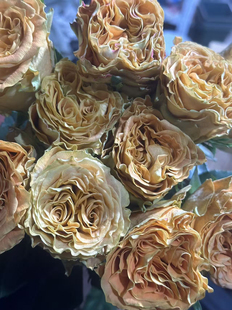 月季 铜吻 荷兰2025超新品 kiss 花苗灌木盆栽 copper