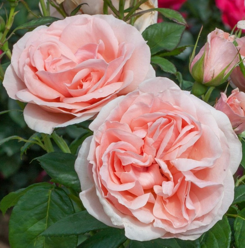 月季极致浪漫(maxima romantica)唐纳泰拉范思哲大花浓香中苗