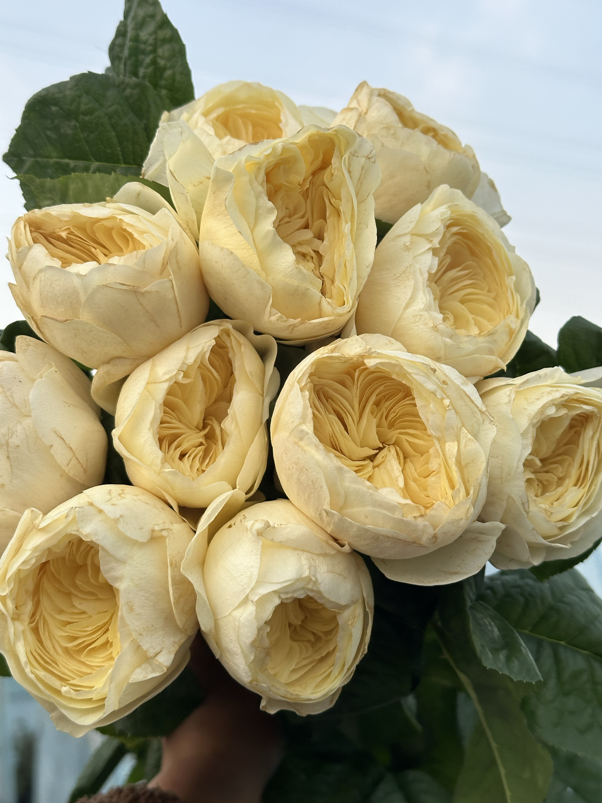 诺娜Nona 荷兰新品切花 黄色系奥斯汀花型经典盆栽月季