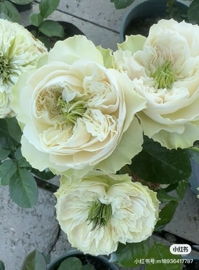 惠特比修道院  Whitby Abbey荷兰VIP大花灌木盆栽花苗白色