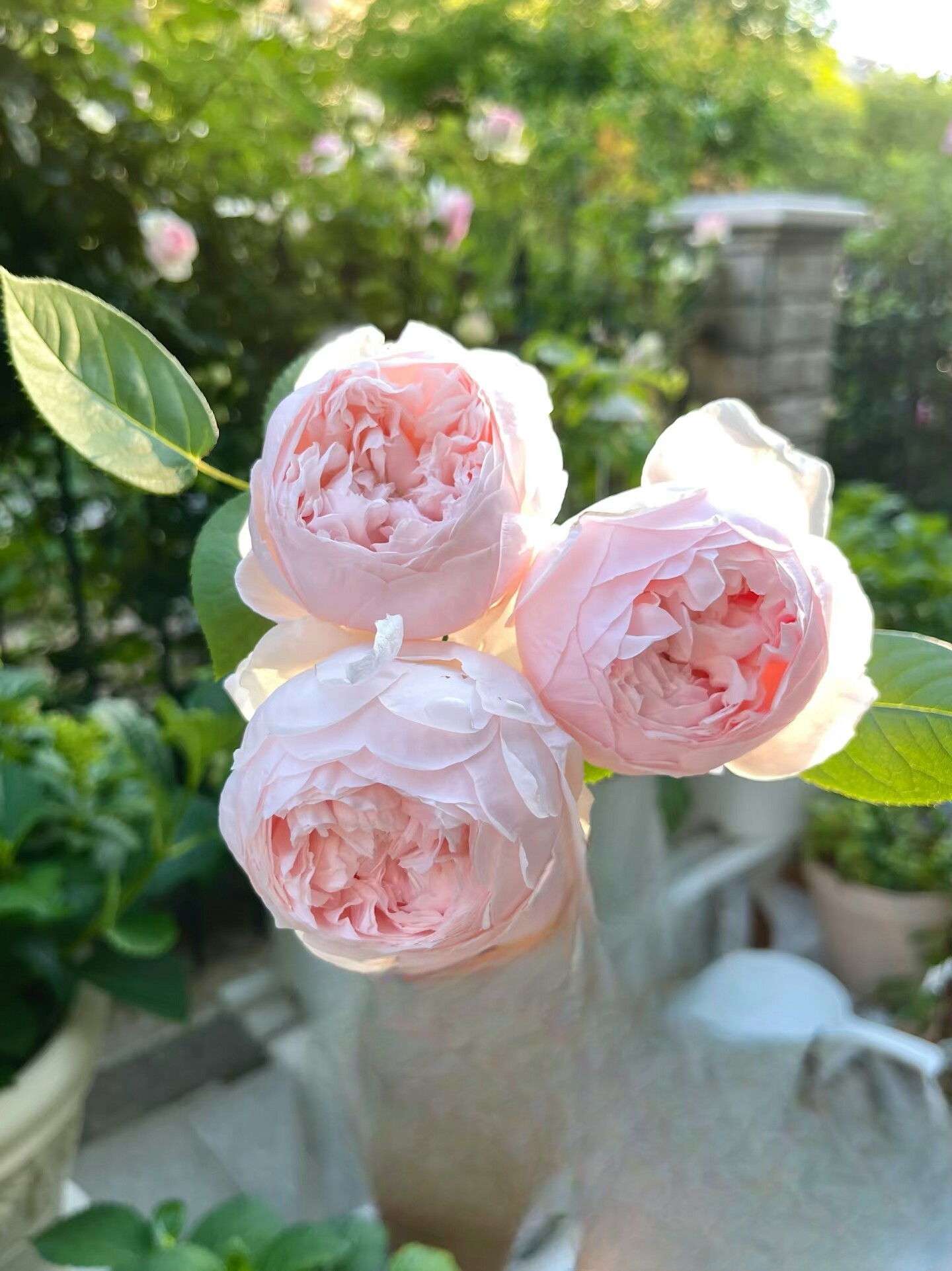 新品 芍药粉 月季花苗玫瑰花苗盆栽花卉绿植庭院阳台