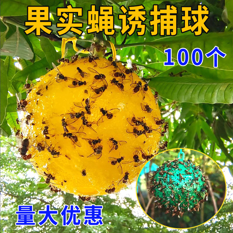 诱蝇球粘虫球柑橘引诱球诱捕球