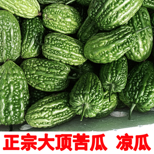 杜阮凉瓜大顶苦瓜虎头瓜雷公锤露天种植现摘清脆农家粤菜圆凉瓜