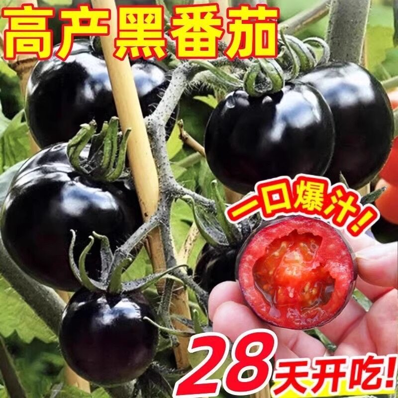 黑宝石番茄种子黑珍珠黑樱桃小番茄春季四季阳台盆栽蔬菜种子