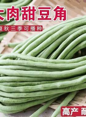 大肉糯米甜豆角种子豇豆种籽