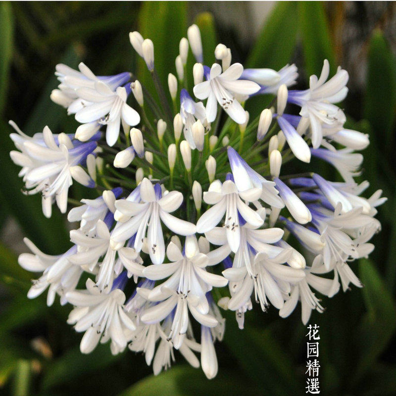 花园精选进口百子莲种苗Agapanthus Queen Mum圣母皇太后V9盆栽苗|ruв категории доставка цветов/цветок моделирования/растения садоводства, садовое растение/даосское дерево/фруктовых деревьев, корень/почвопокровные растения - от Buy2taobao.com для оказания профессиональной услуги покупки агента Taobao
