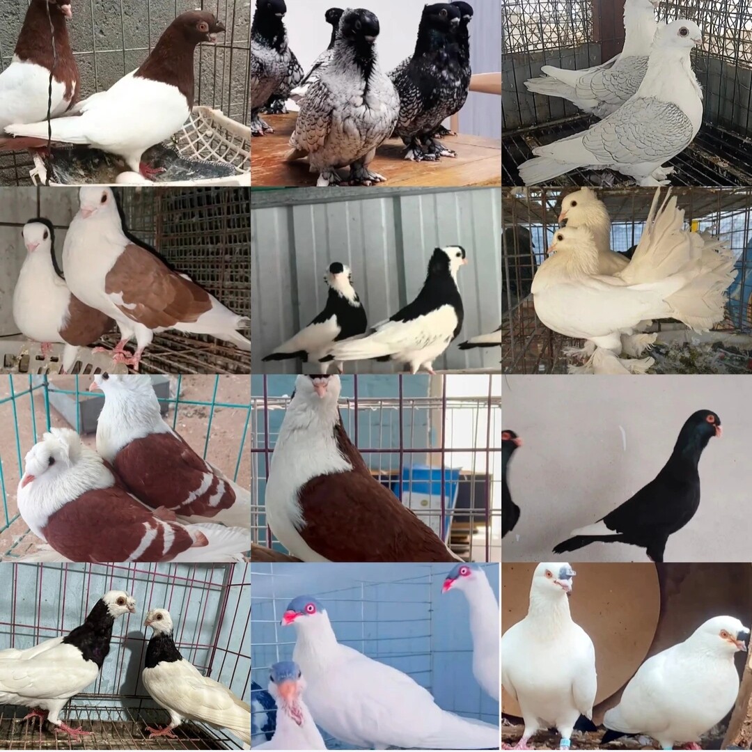 直播专用活体宠物观赏鸽信鸽宠物鸽子家禽