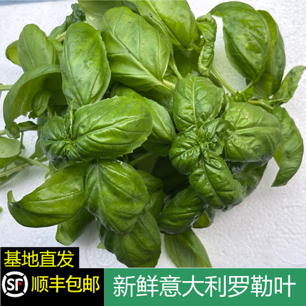 新鲜食用意大利甜罗勒叶热那亚西餐香料披萨青酱制作意面顺丰包邮