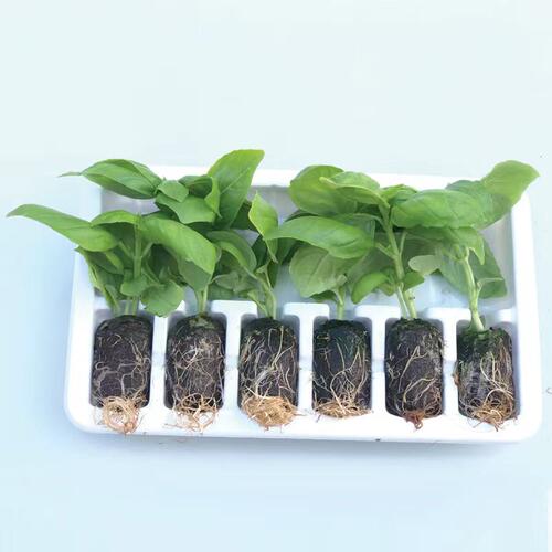 大叶罗勒室外阳台驱蚊幼苗水培