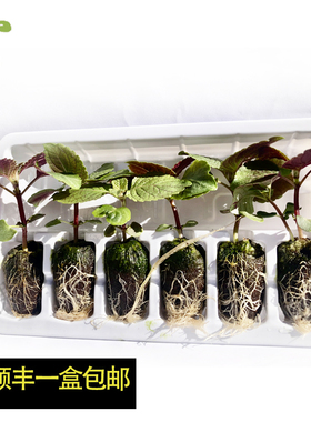 双面紫苏绿苏苗Perilla盆栽可食用幼苗水培土培室内趣味香草佐料