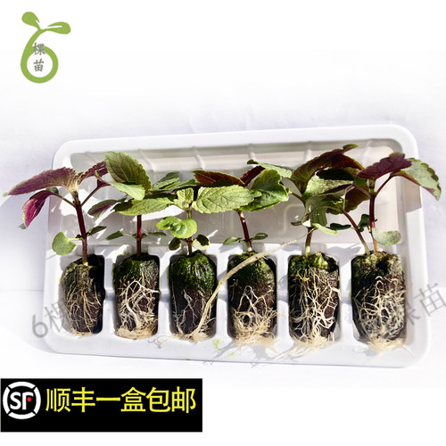 双面紫苏绿苏苗可食用香草盆栽