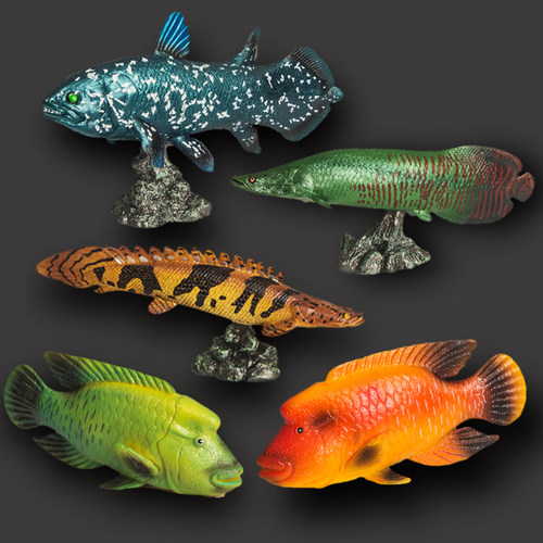 儿童玩具女孩苏眉鱼仿真动物模型