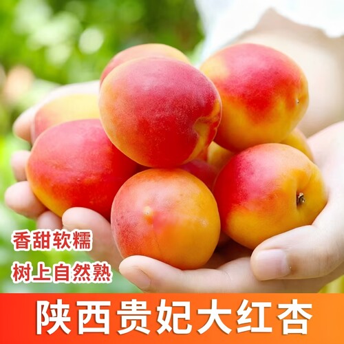 陕西太平红肉杏贵妃红梅杏御杏5斤包邮新鲜应季孕妇水果红肉杏子